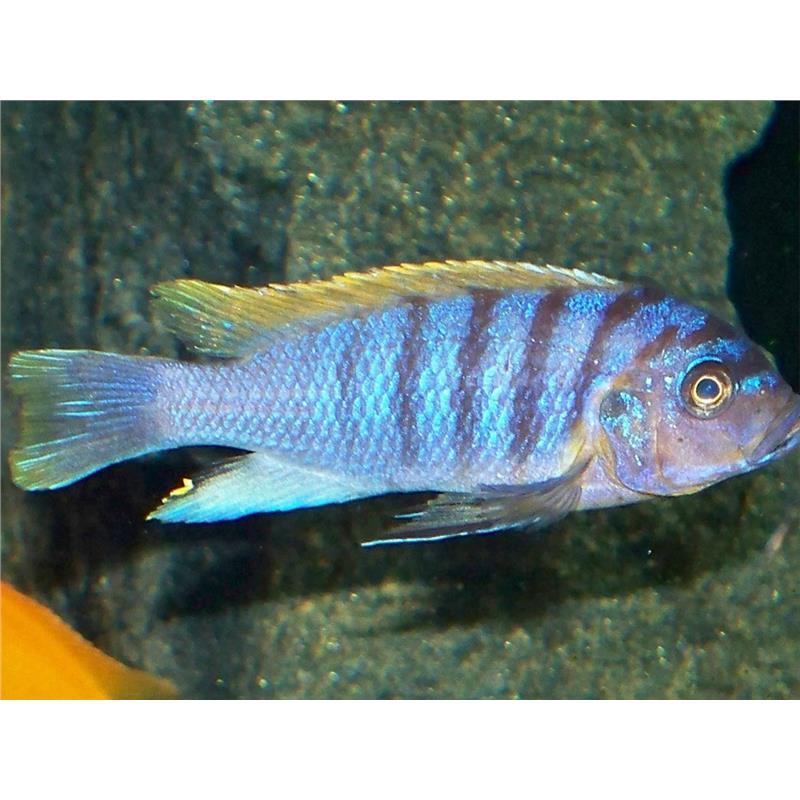 Pseudotropheus feinzilbergi red dorsal - imagine 4